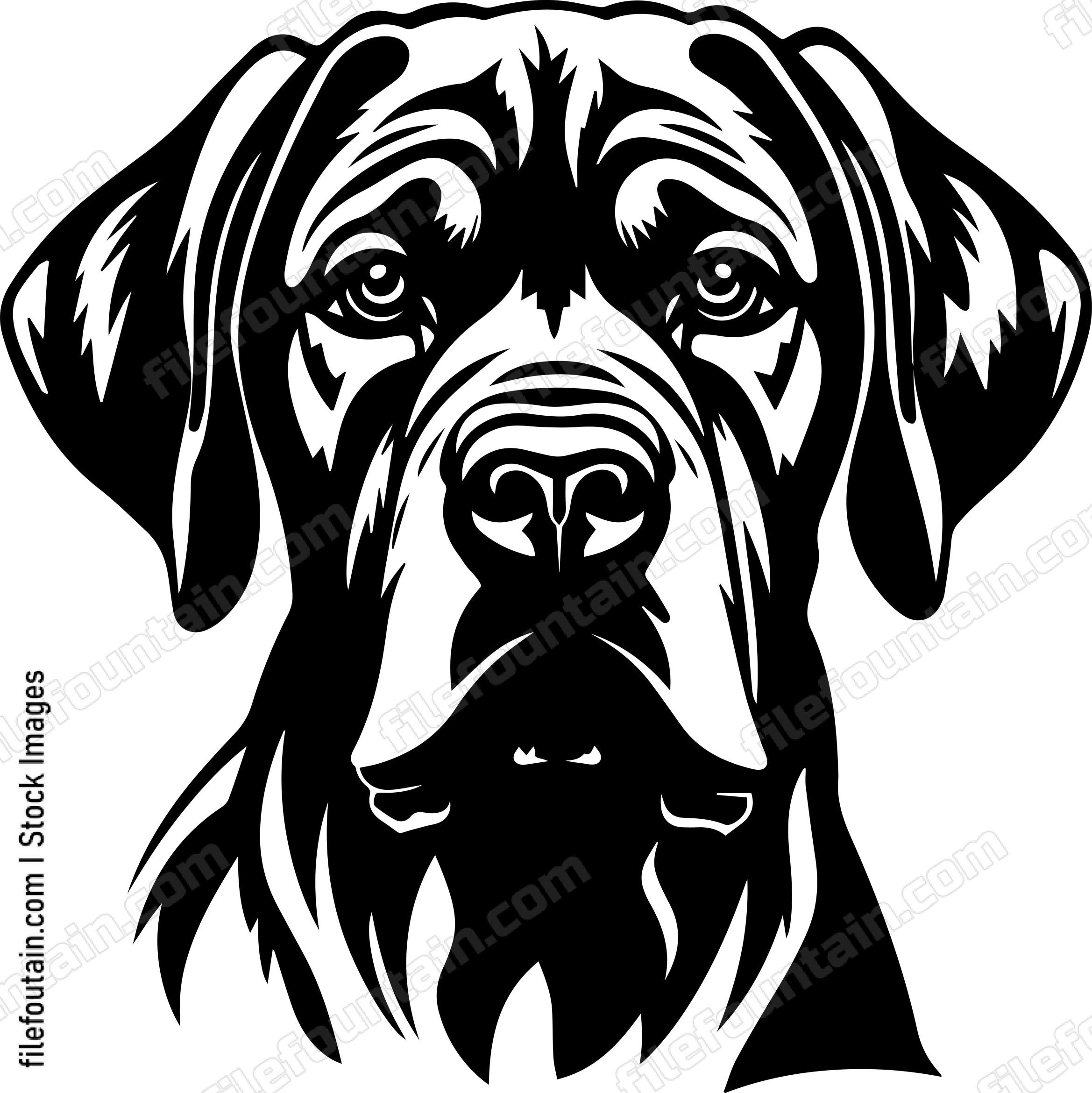 English Mastiff