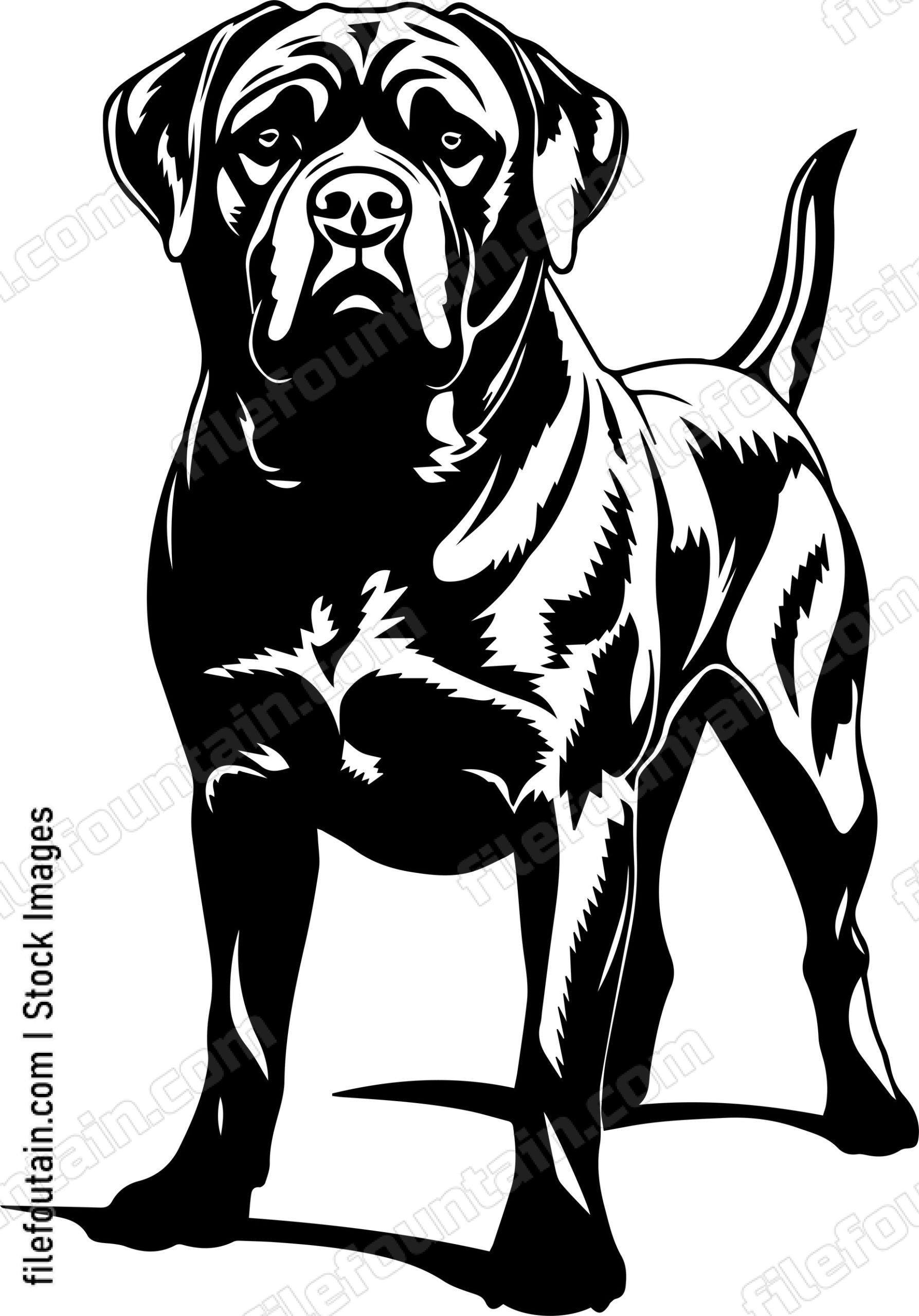 English Mastiff