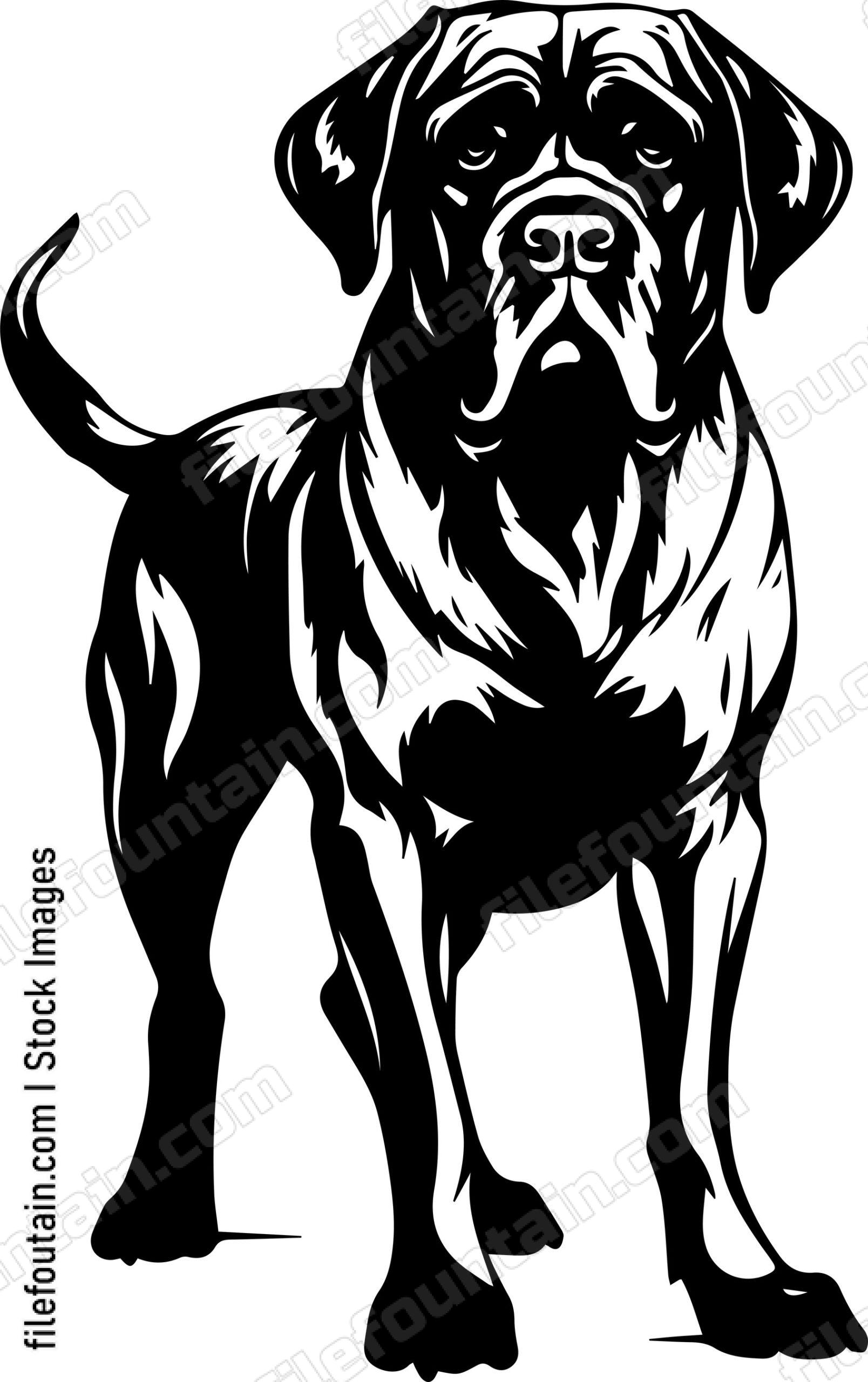 English Mastiff