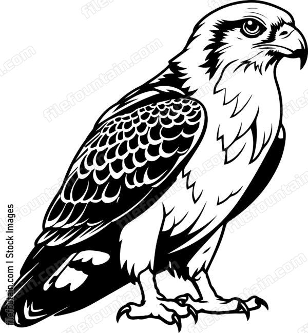 Falcon