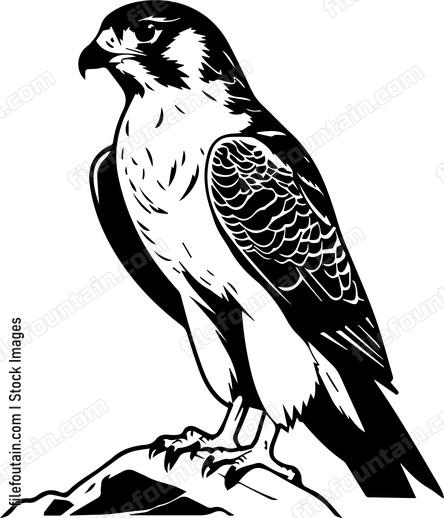 falcon