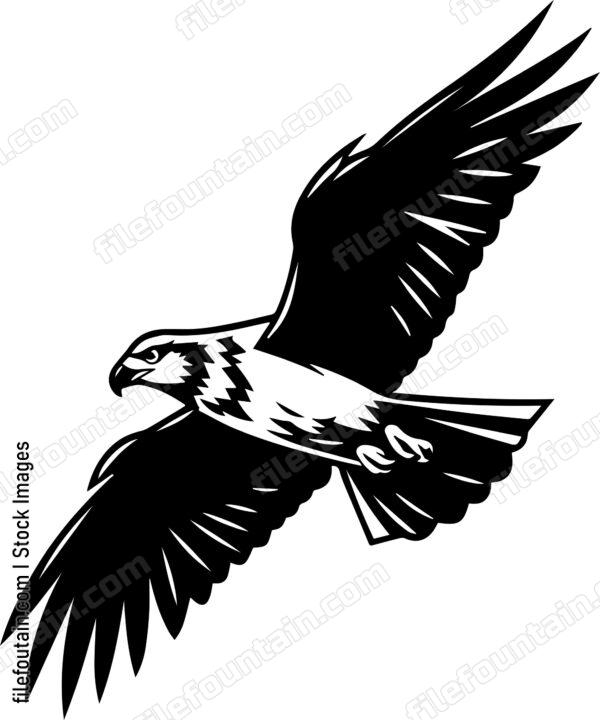 falcon