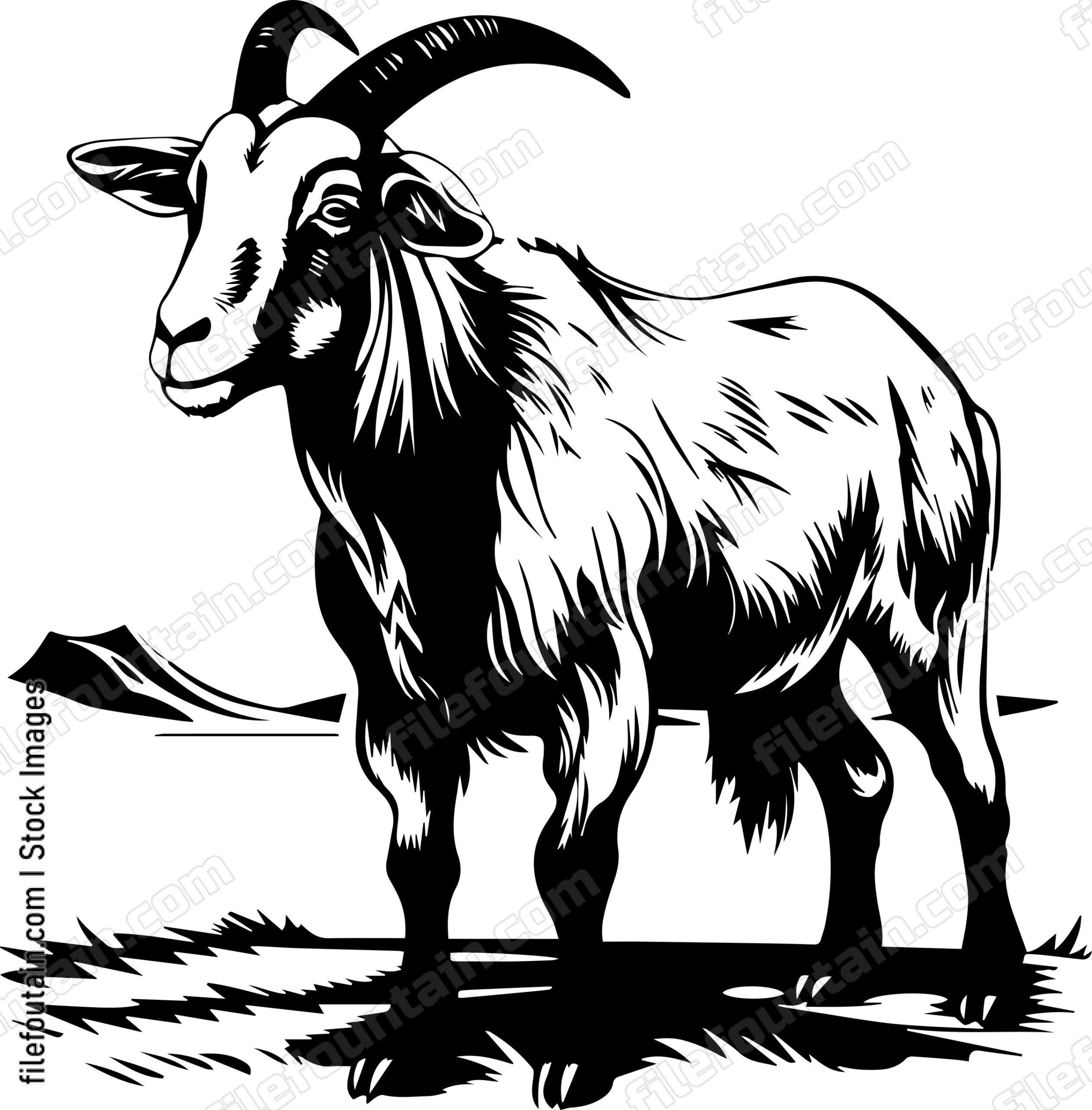 Farm Goat