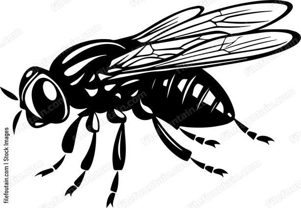 Fly
