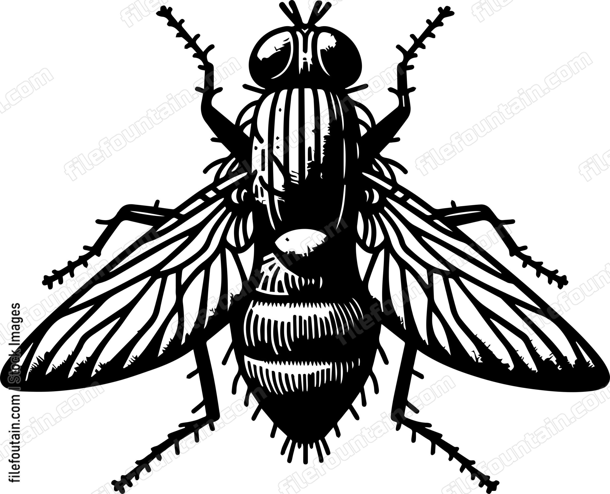 Fly