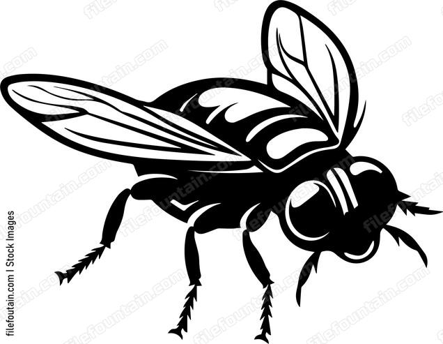 Fly