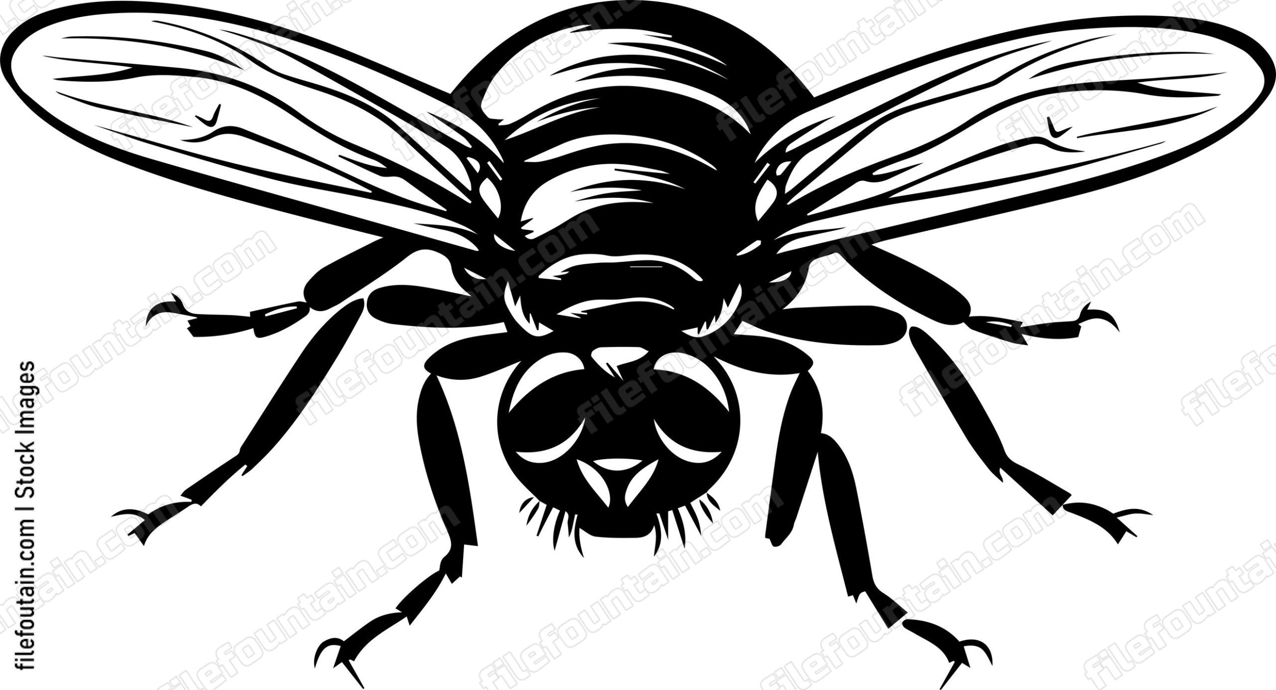 Fly Close Up