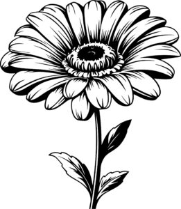 Gerbera Flower