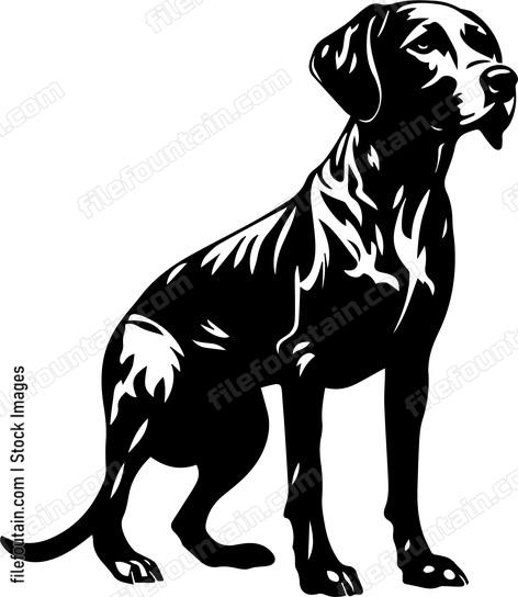 German Shorthaired Pointer