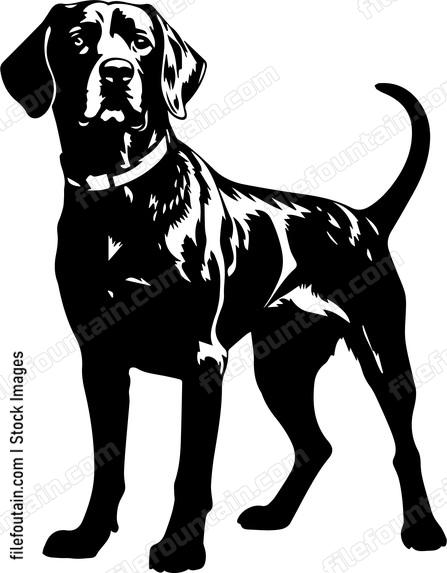 German Shorthaired Pointer