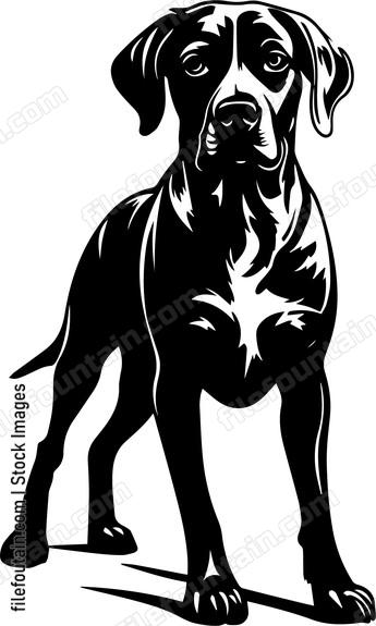 German Shorthaired Pointer