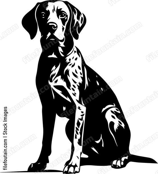 German Shorthaired Pointer