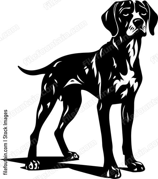 German Shorthaired Pointer