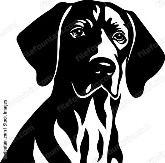 German Shorthaired Pointer