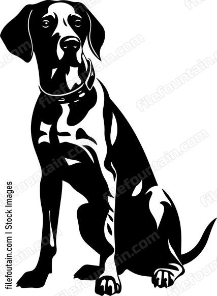 German Shorthaired Pointer
