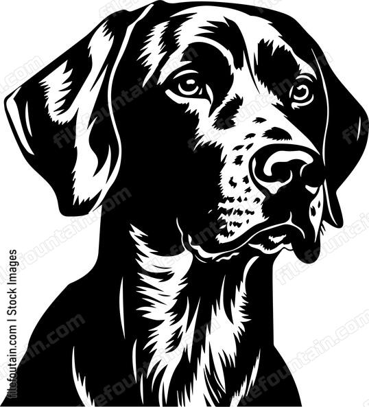 German Shorthaired Pointer