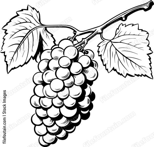 Grape Cluster Design