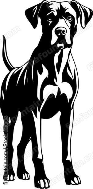 Great Dane