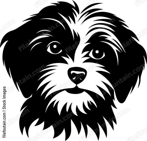 Havanese