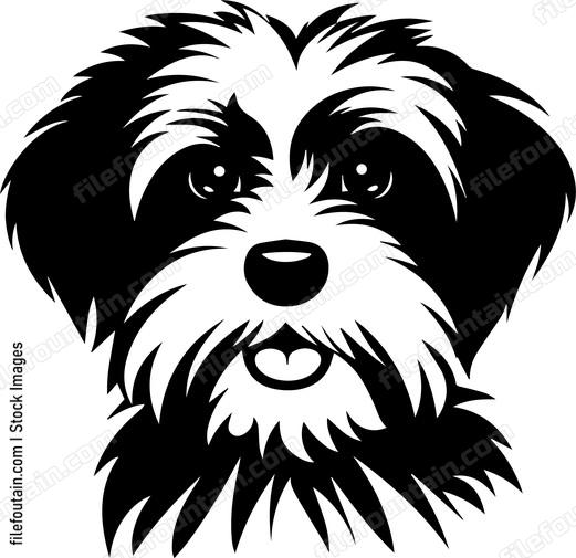 Havanese