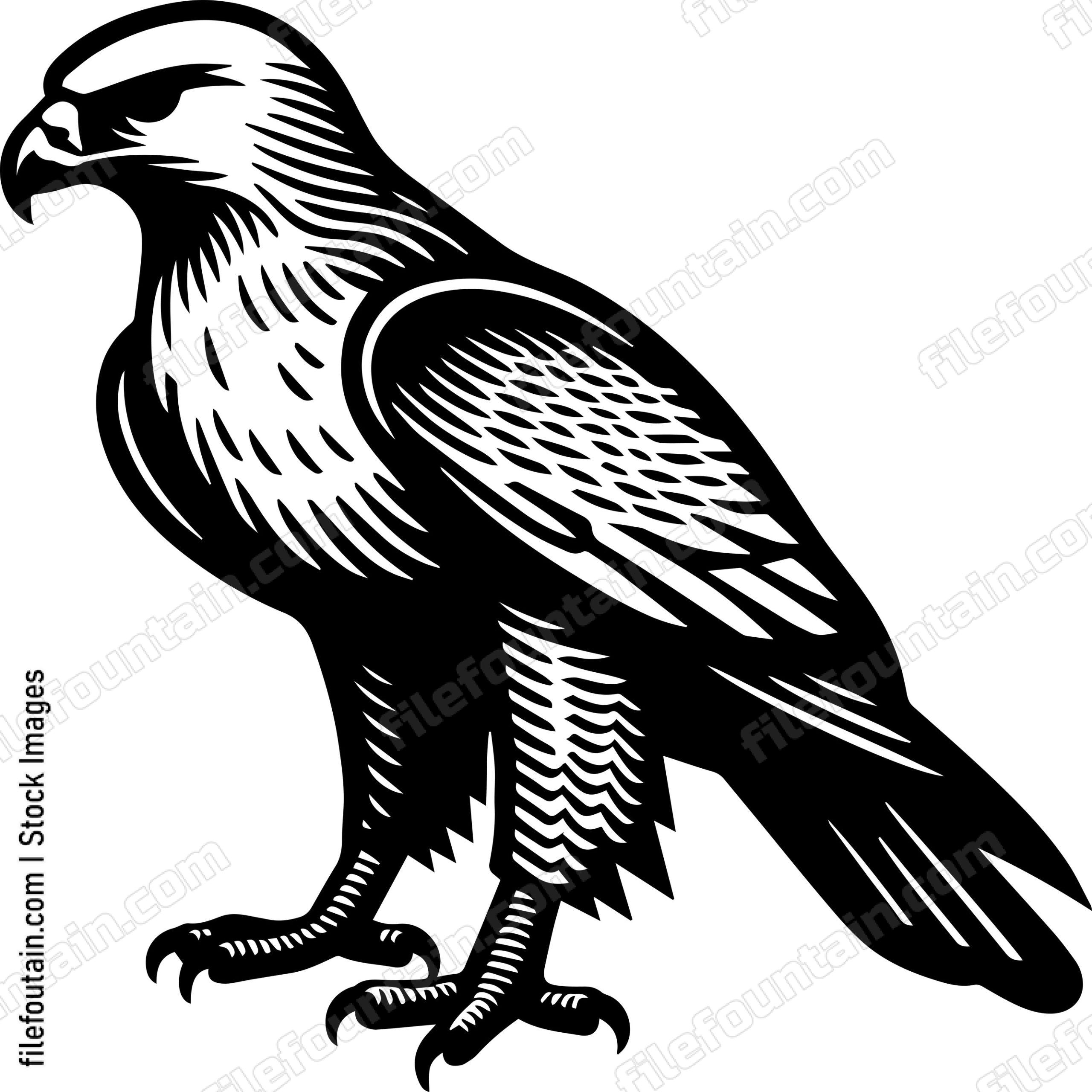 Hawk