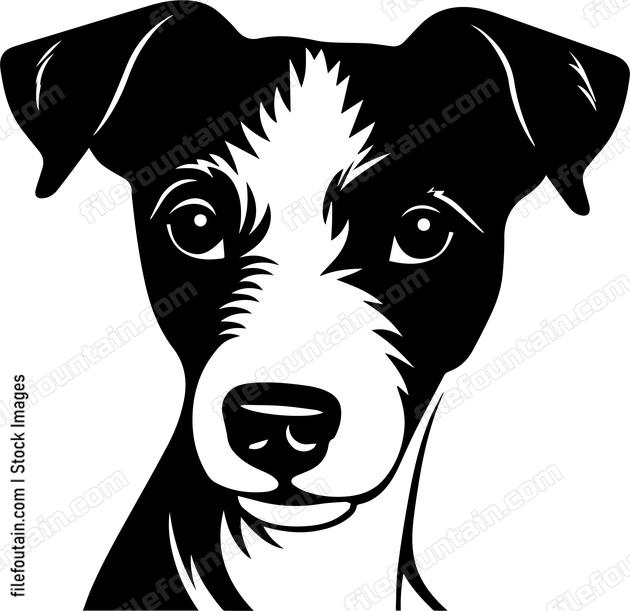 Jack Russell Terrier