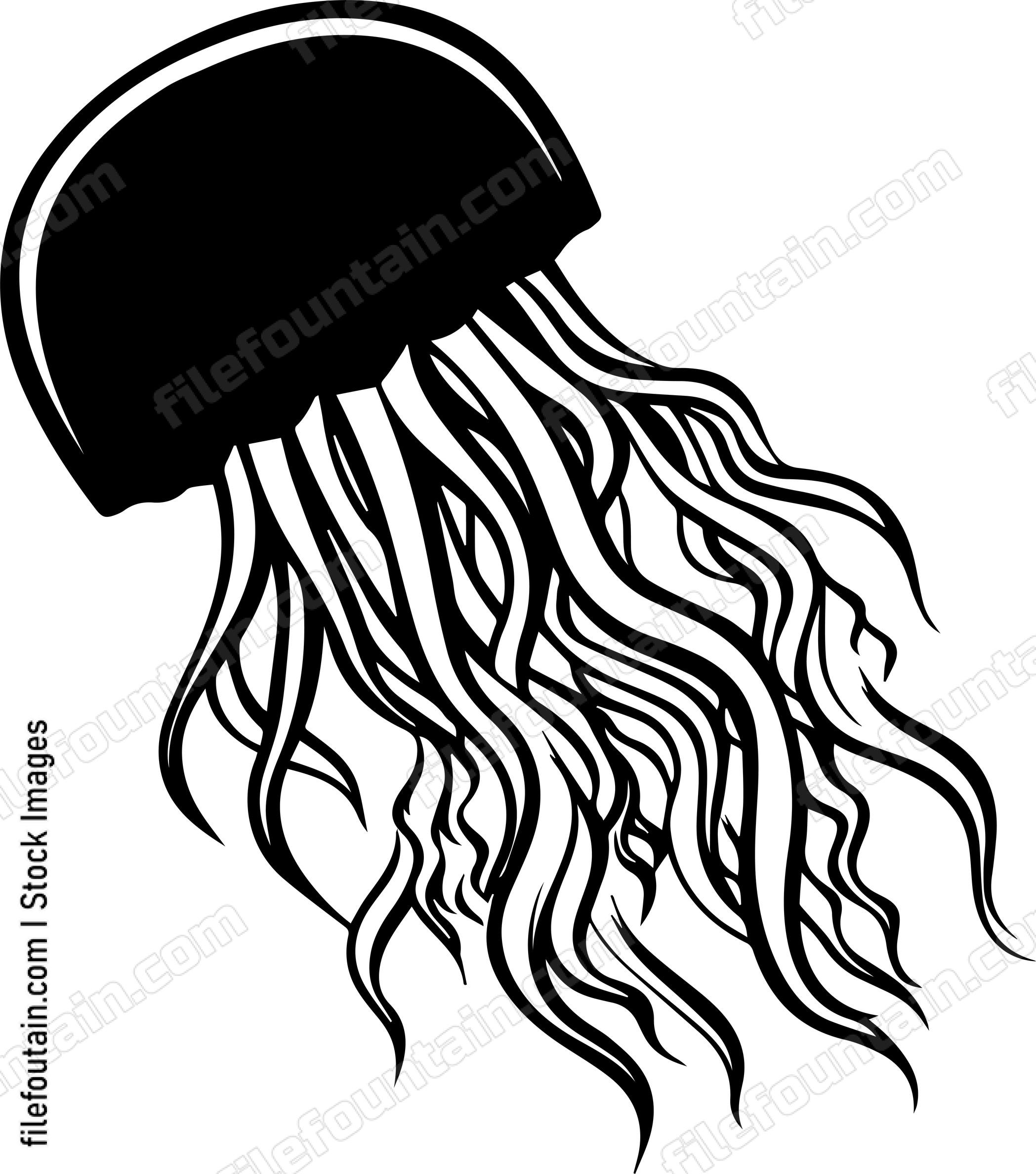 Jellyfish