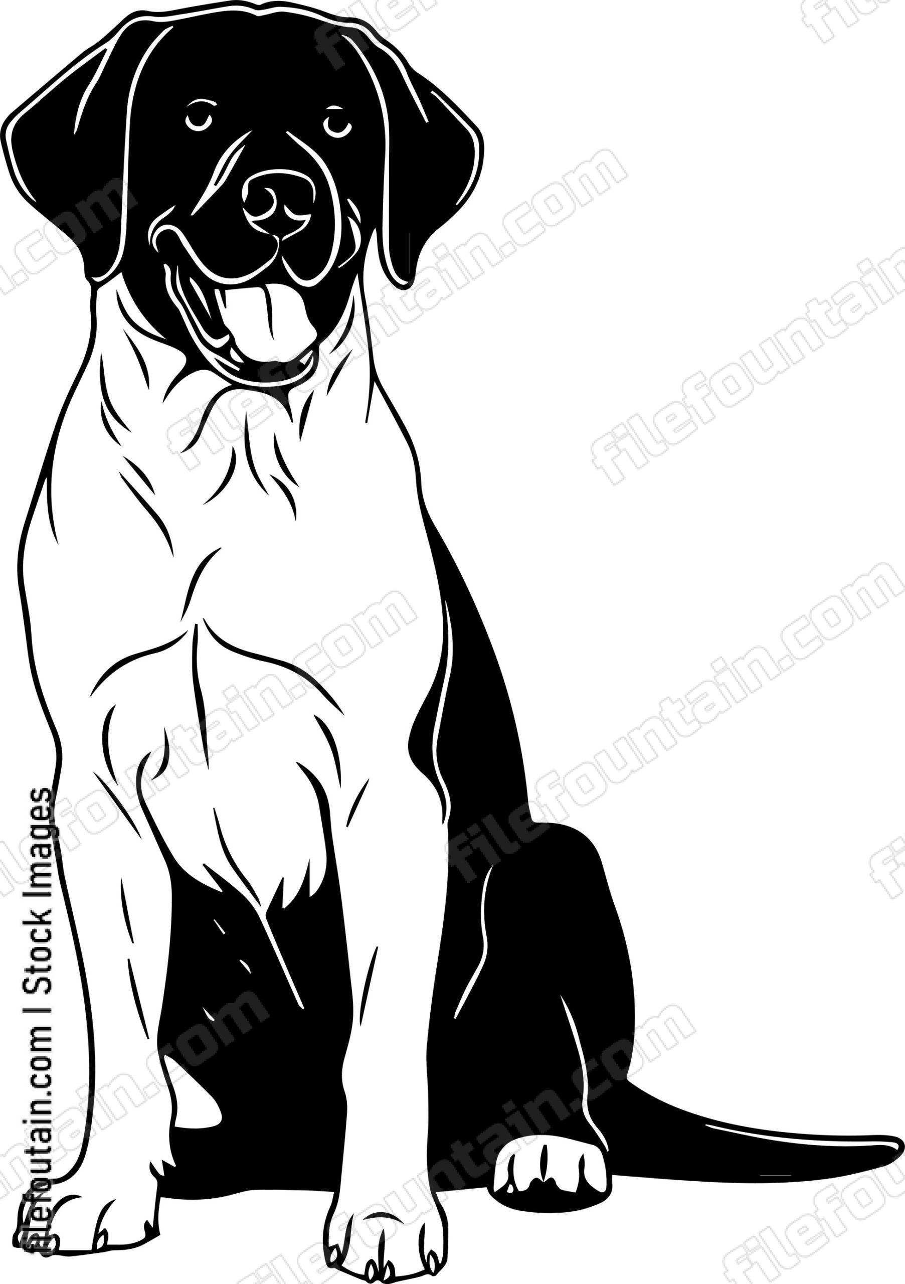 Labrador Retriever