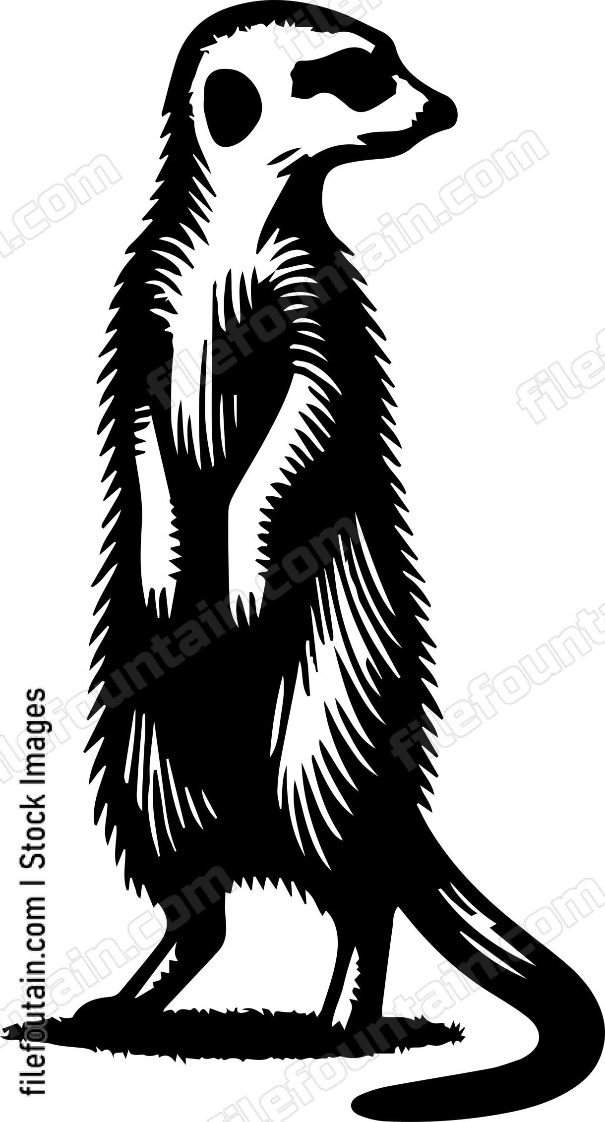Meerkat
