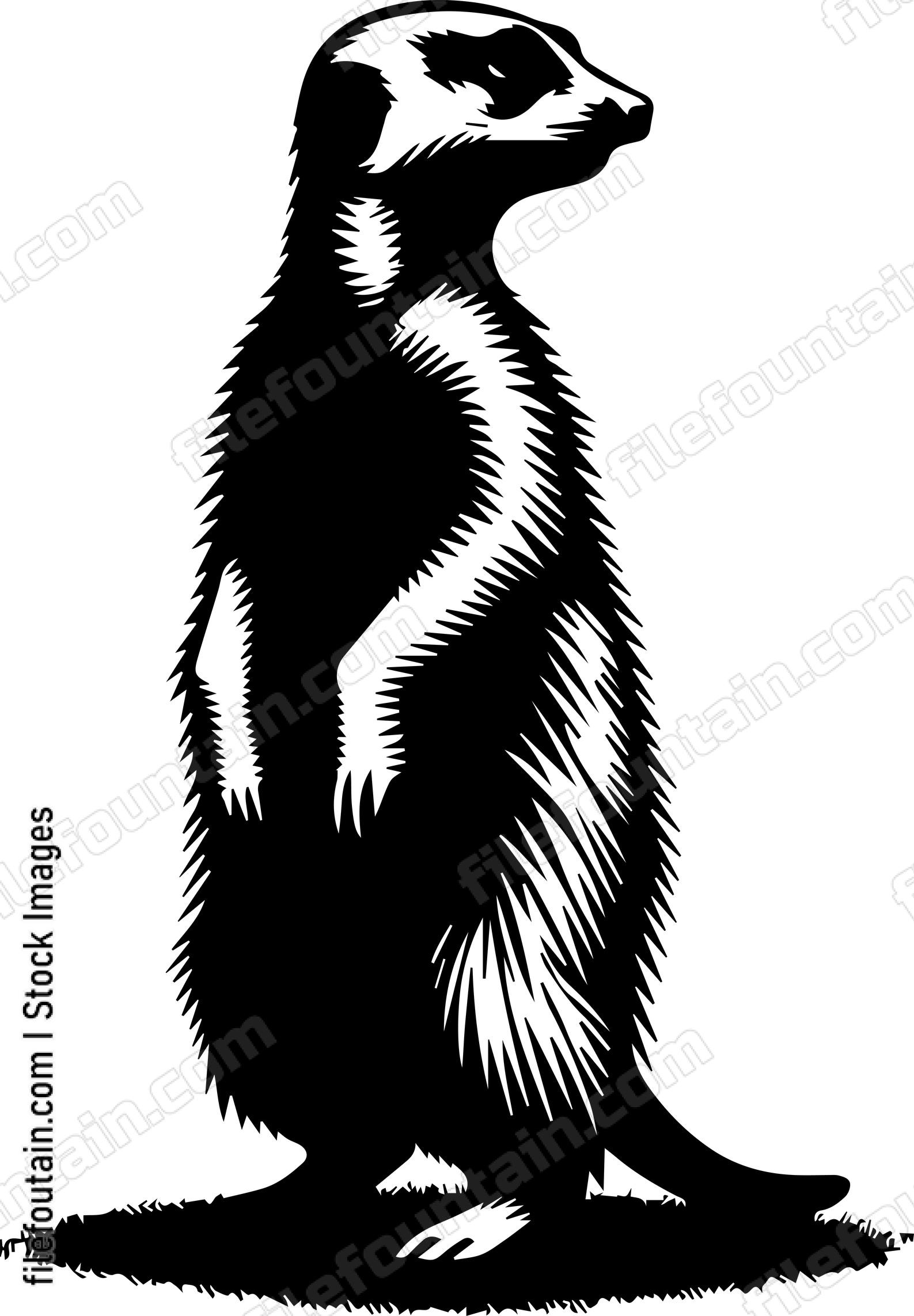 Meerkat