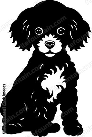 Miniature Poodle