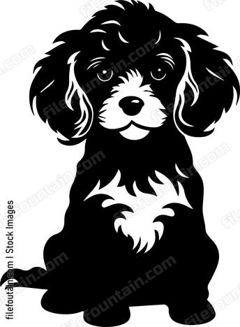 Miniature Poodle