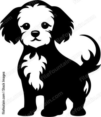 Miniature Poodle