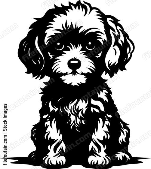 Miniature Poodle