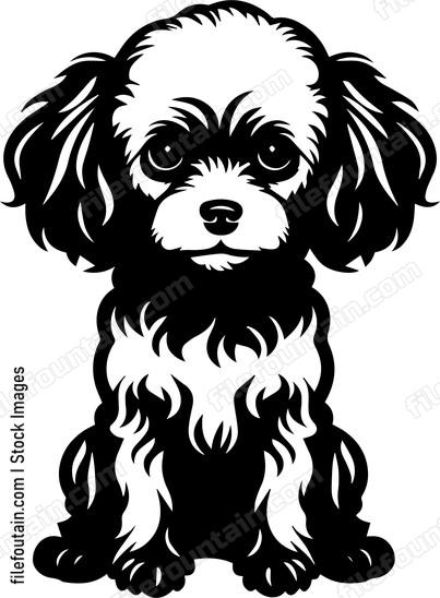 Miniature Poodle