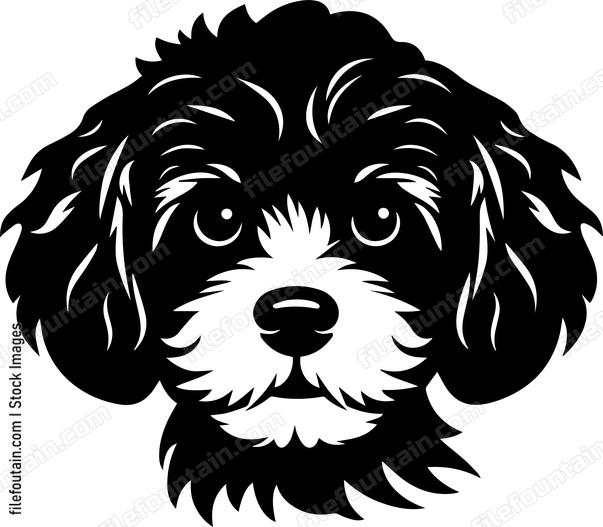 Miniature Poodle