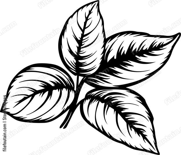 Mint Leaves