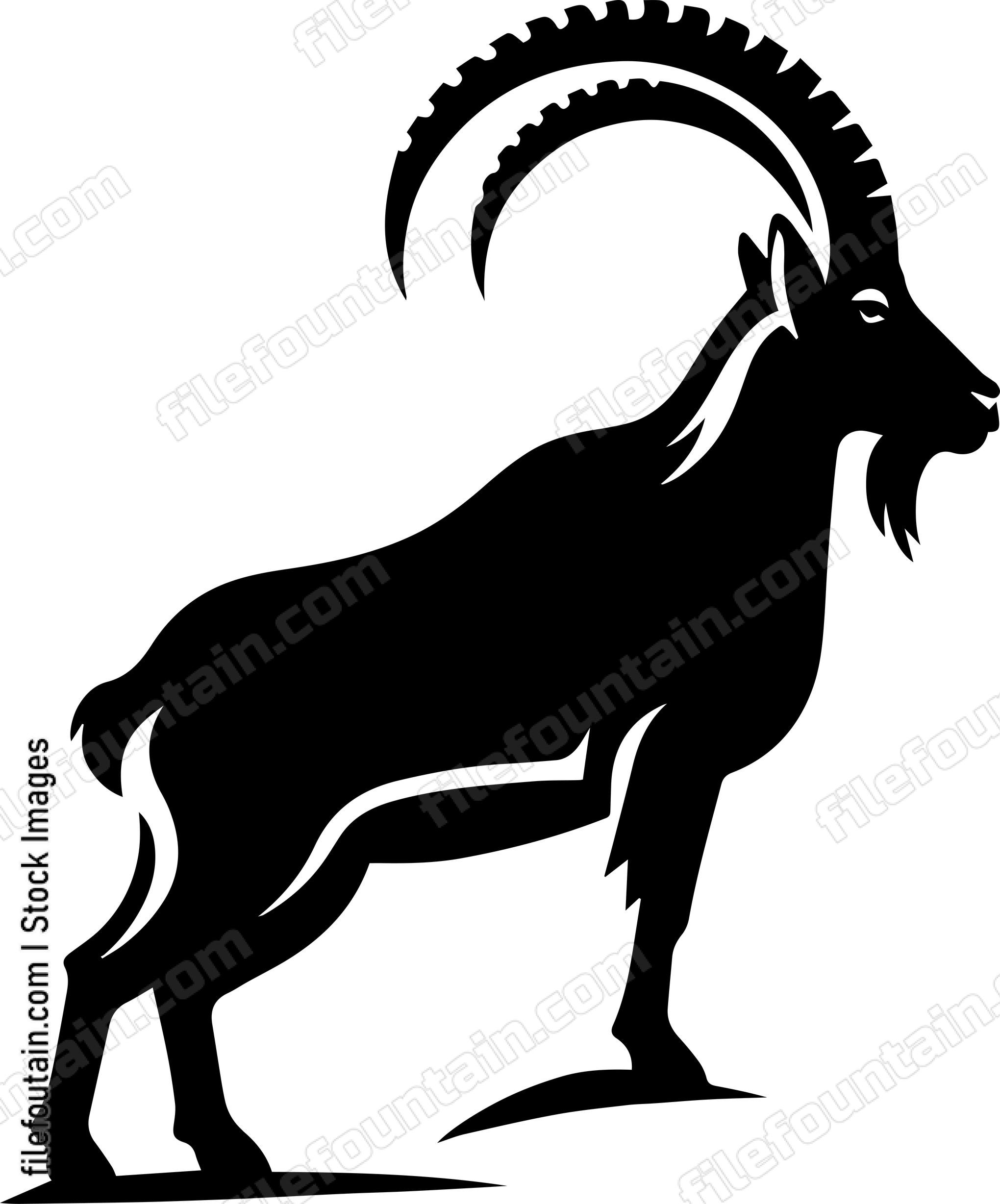 Mountain Goat