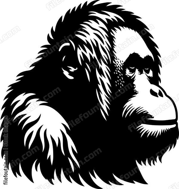 Orangutan