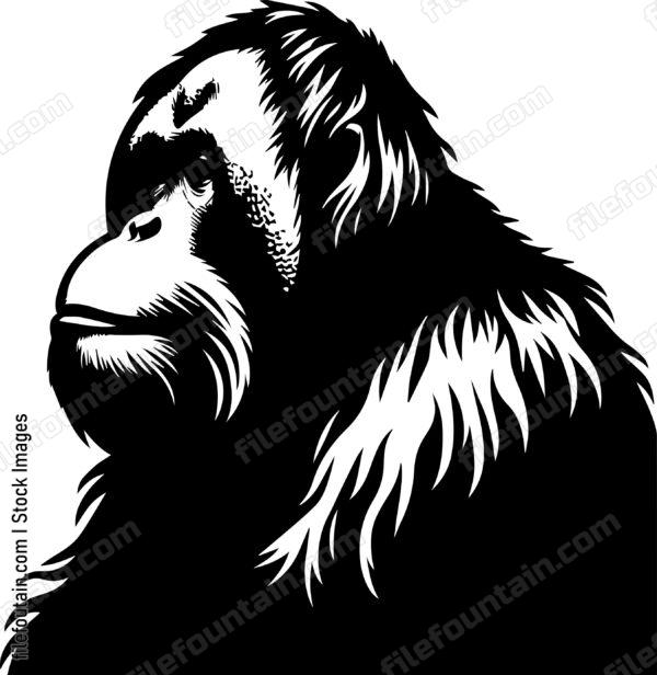 Orangutan