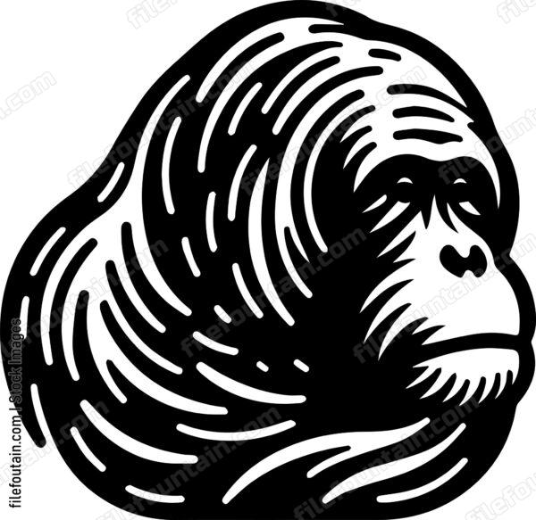 Orangutan
