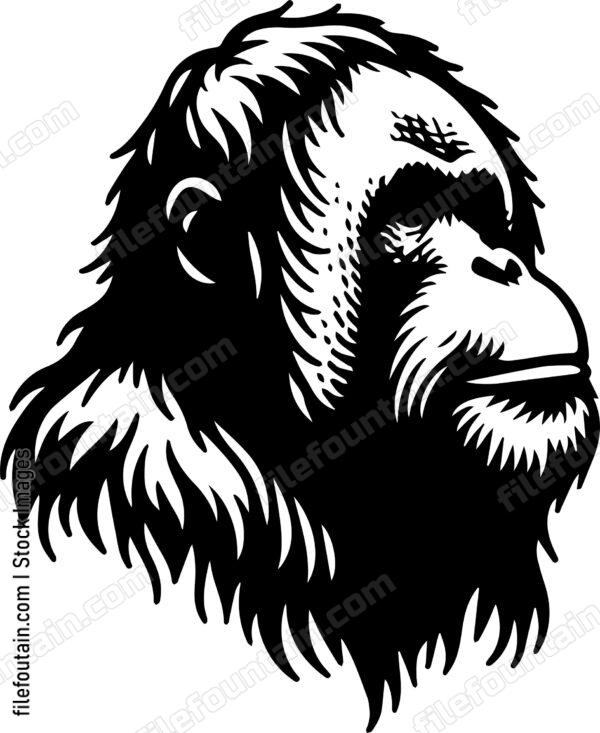 Orangutan