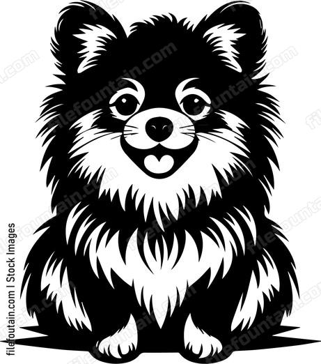 Pomeranian