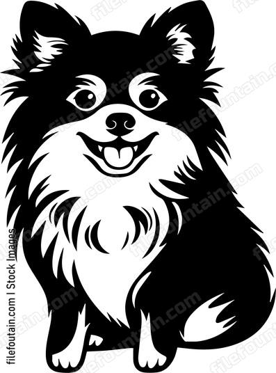 Pomeranian