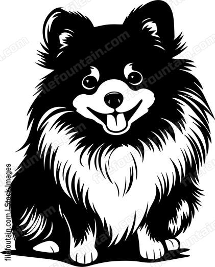 Pomeranian