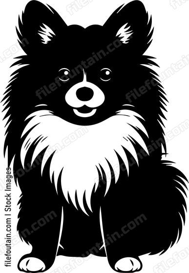 Pomeranian