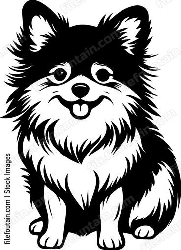 Pomeranian