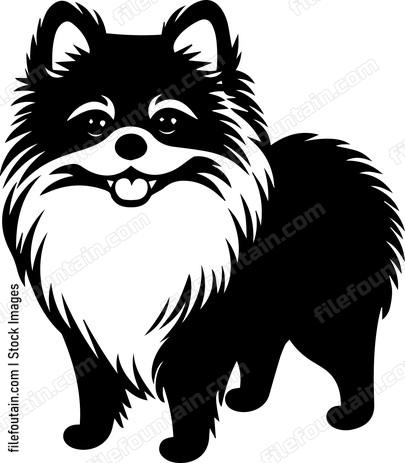 Pomeranian