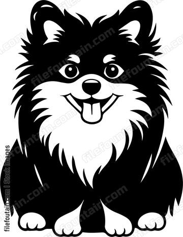 Pomeranian