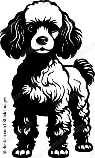 Poodle